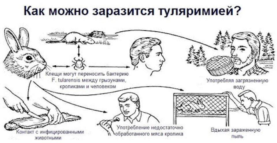 Корь - причины, возбудитель, как передается, симптомы, признаки, диагностика, лечение, профилактика